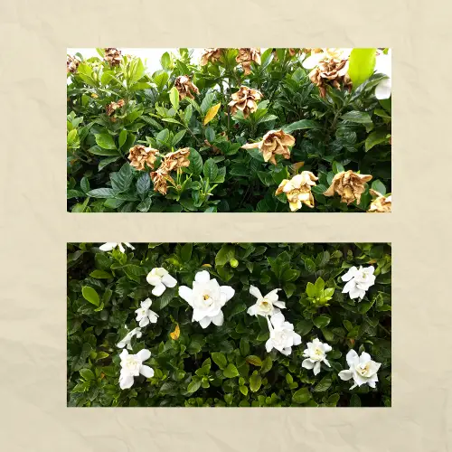 Expanssom : All Insane